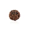 5 Mukhi Rudraksha of Nepal