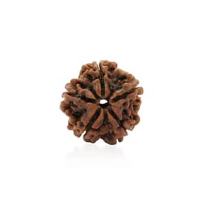 5 Mukhi Rudraksha Nepal