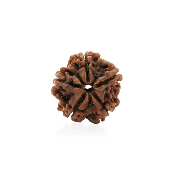 5 Mukhi Rudraksha Nepal